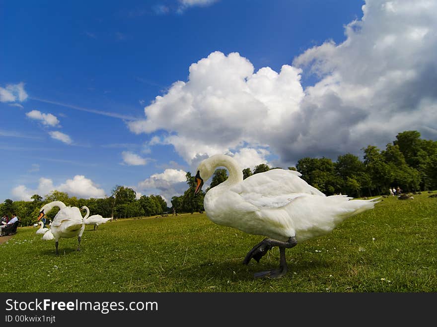 Swan walking in hyde park during a sunny day. Swan walking in hyde park during a sunny day