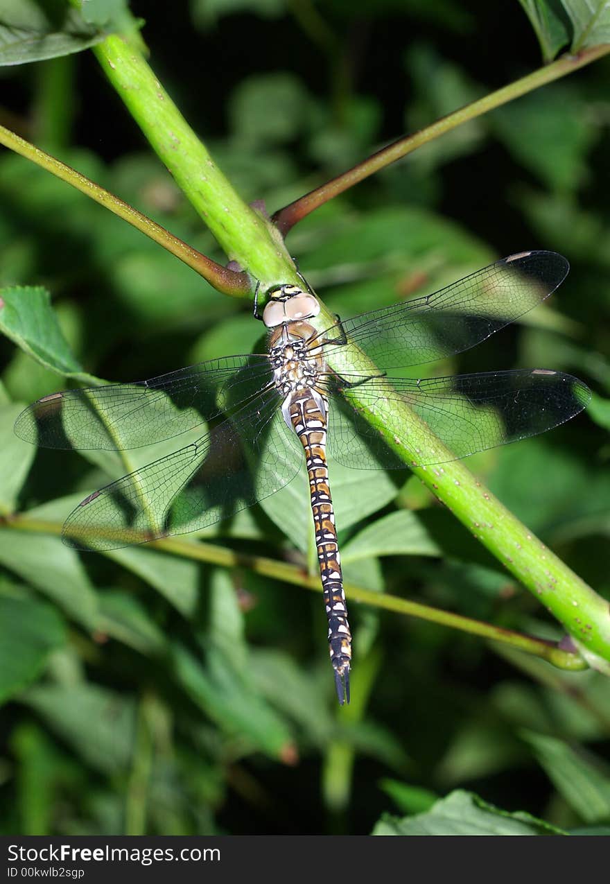 Migrant Hawker Dragonfly