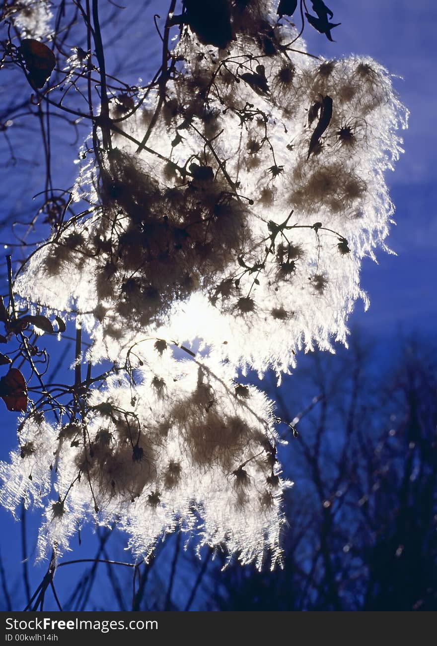 Vine with fluffy seeds that glow in the bright sun against blue sky. Vine with fluffy seeds that glow in the bright sun against blue sky