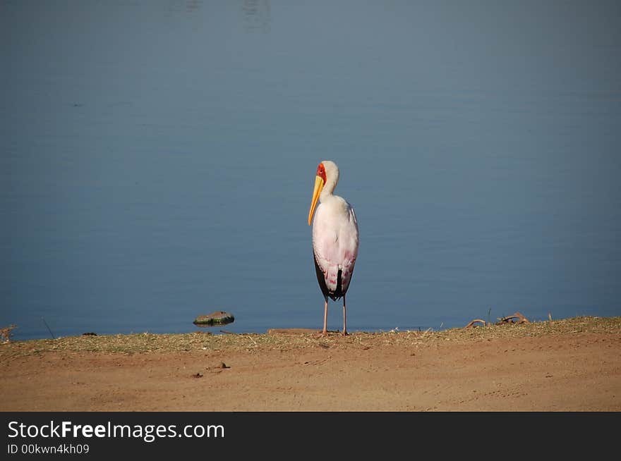 South Africa - Kruger National Park - Yellowbilled stork at lake