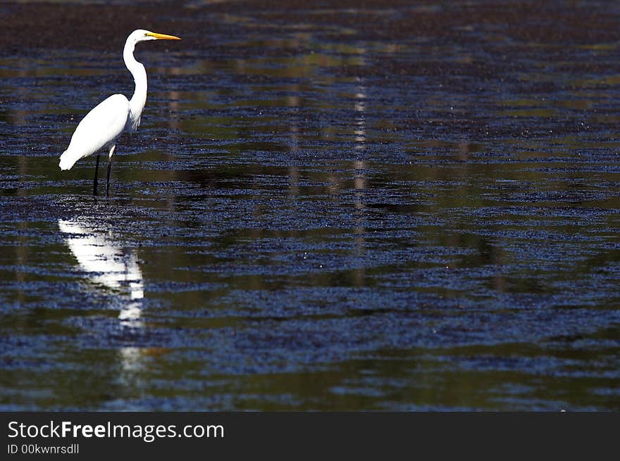 A great white egret in wildlife reserve. A great white egret in wildlife reserve