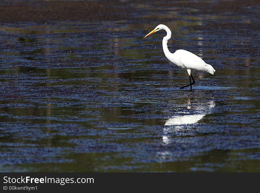 A great white egret in wildlife reserve. A great white egret in wildlife reserve