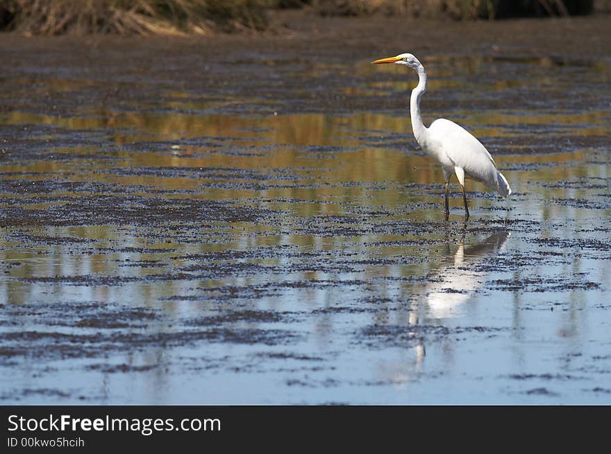 A great white egret in wildlife reserve. A great white egret in wildlife reserve