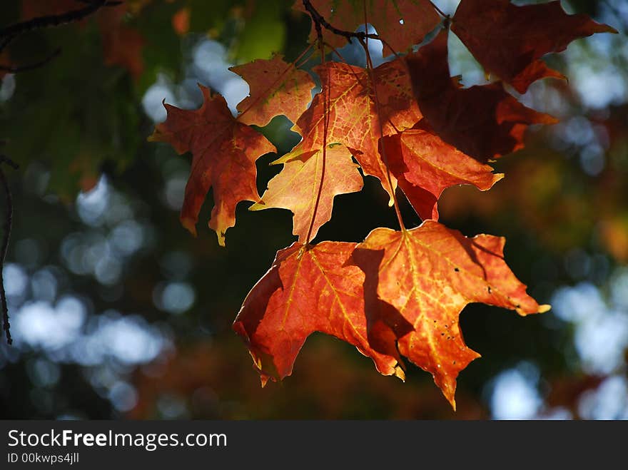 Sunlit Maple Leaves