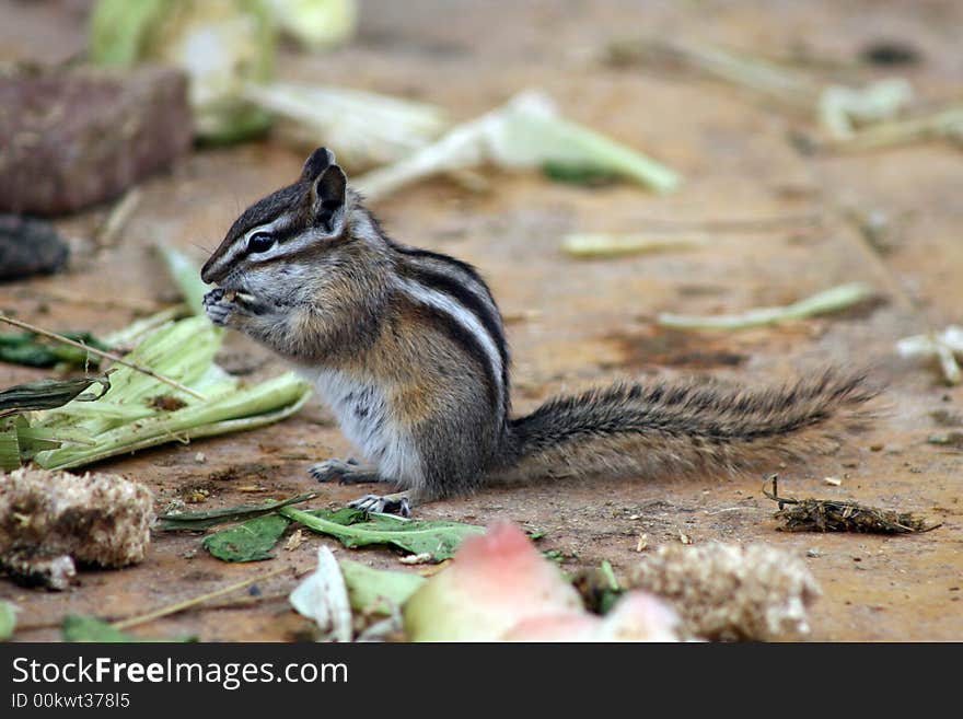 A small chipmunk gathering food