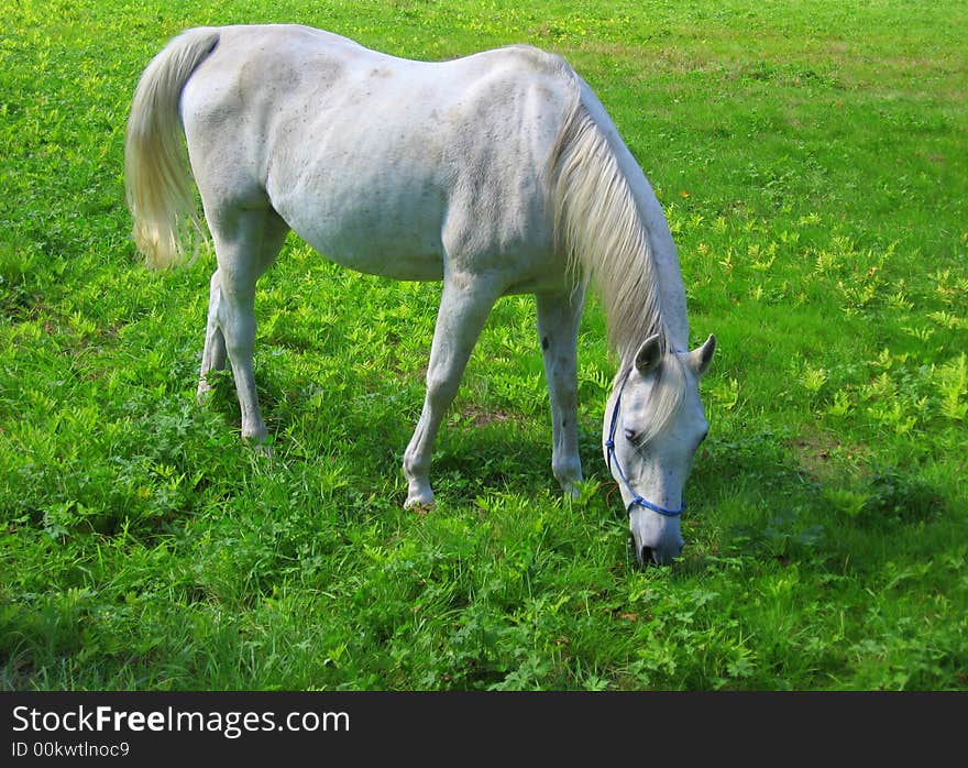 White Horse Grazing