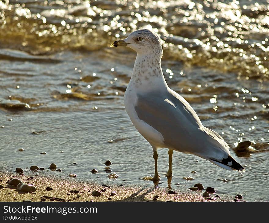 Seagull