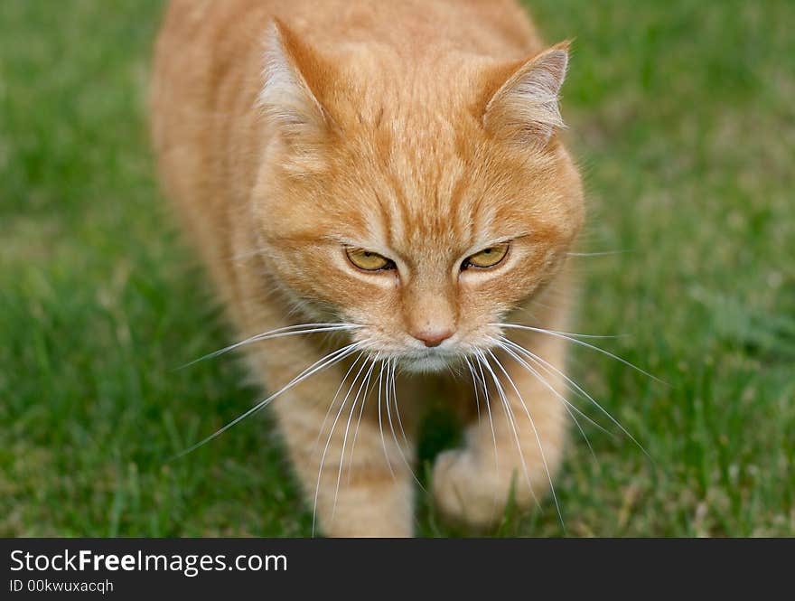 Ginger cat