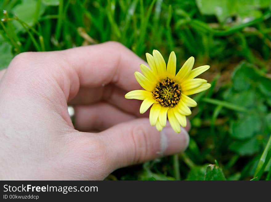 Flower picking