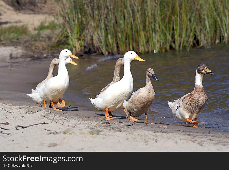 Goose family walking next to a lake