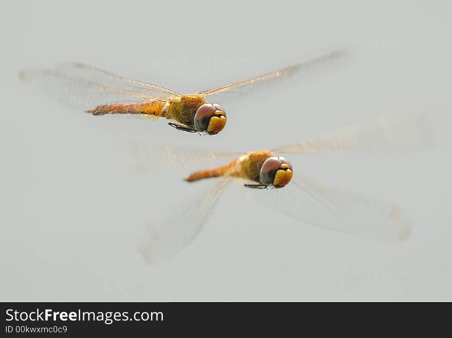 Photograph during rainy season. Twins fly. Photograph during rainy season. Twins fly