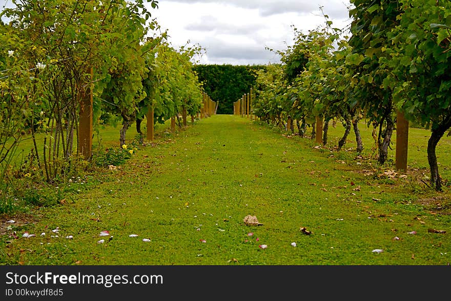 Rows of trees at an Auckland Vineyard