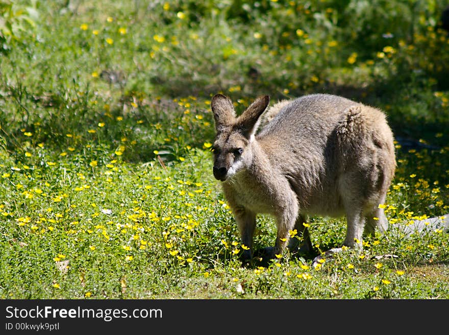 An Australian wallaby ready to pounce