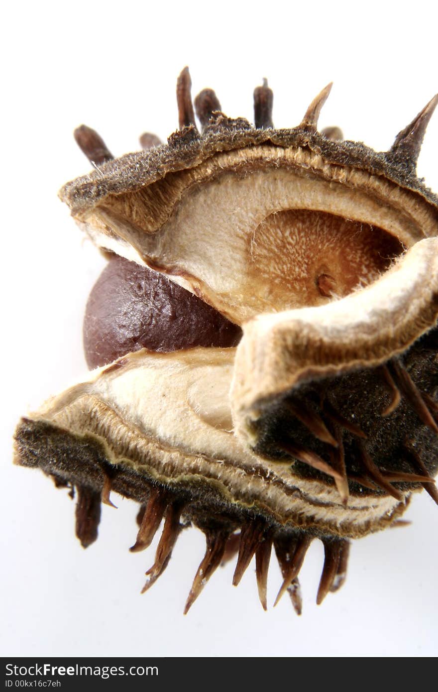 Chestnut at autumn isolated in white background