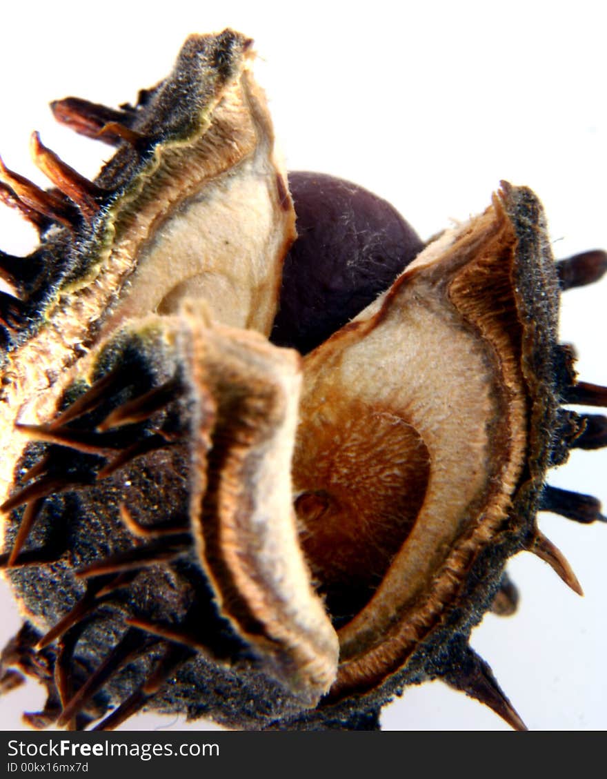 Chestnut at autumn isolated in white background