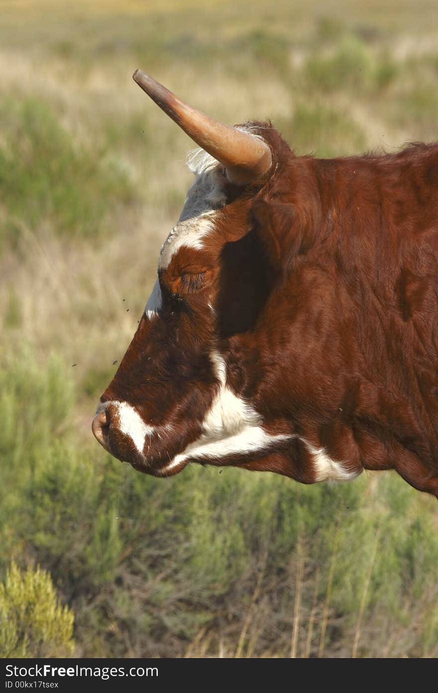 Cow standing in a field with flies arround its nose. Cow standing in a field with flies arround its nose