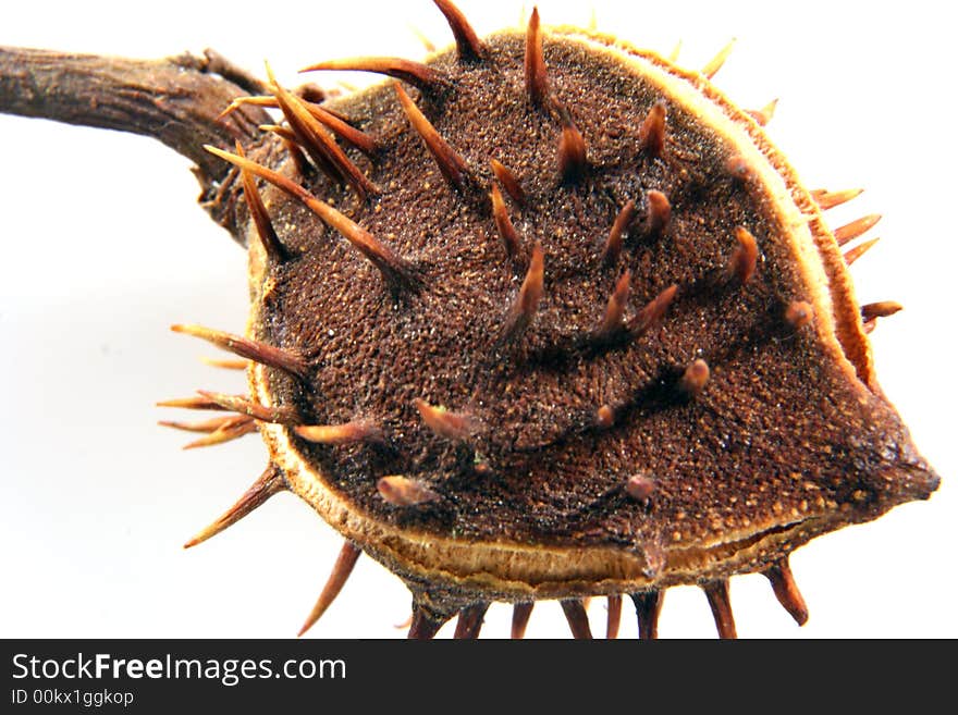 Chestnut at autumn isolated in white background