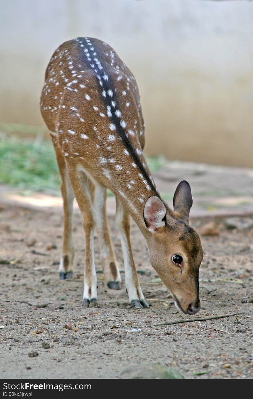 A spotted deer, or chital, native to Indian forests