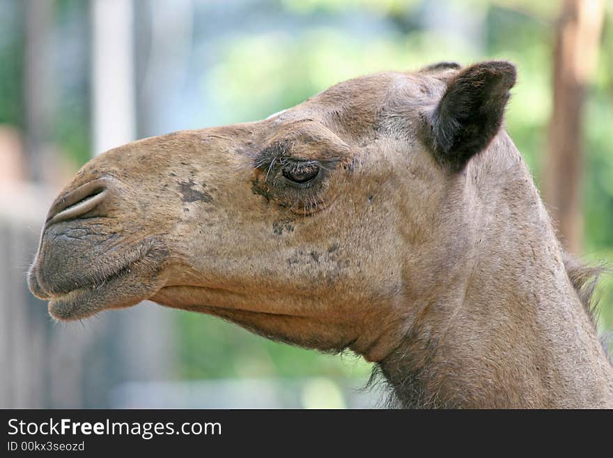 Arabian Camel