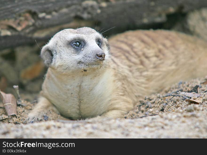 The meerkat or suricate is a small mammal and a member of the mongoose family