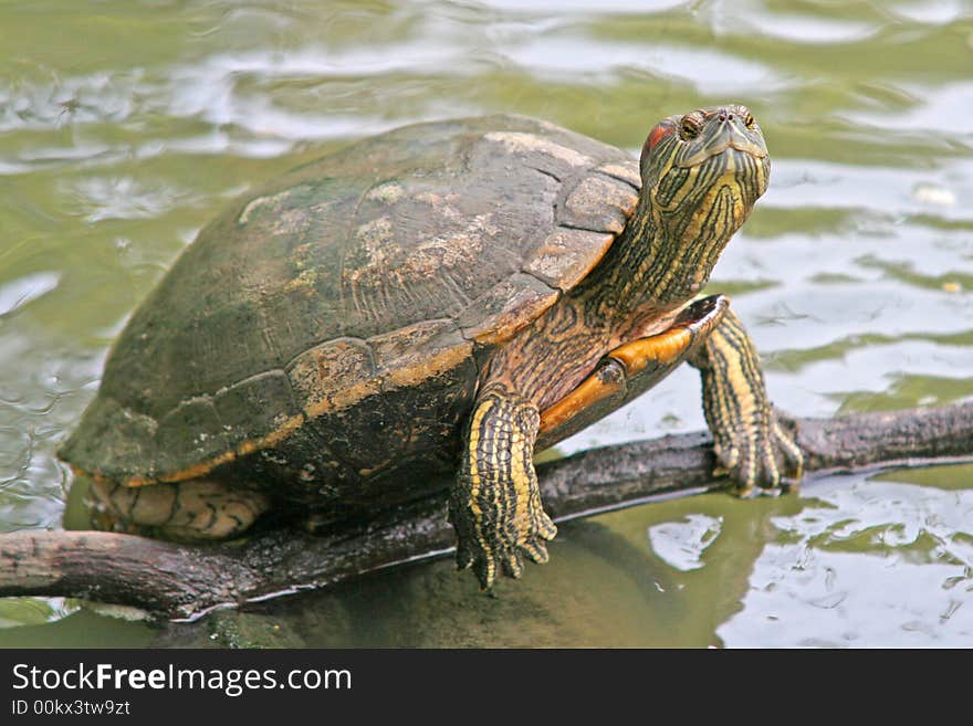 A tortoise climbs on to a branch in a pond