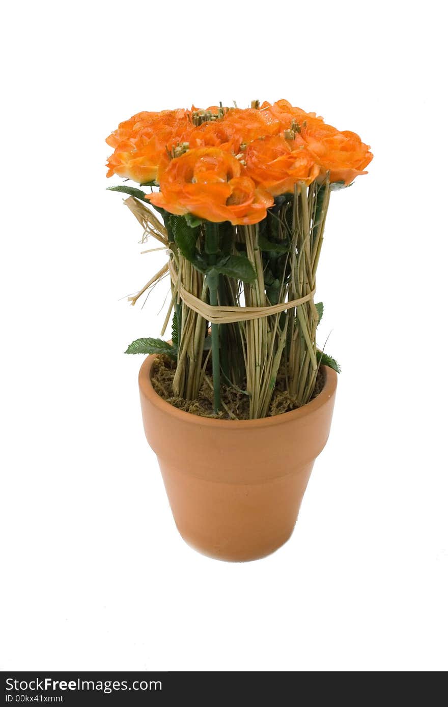 Flower in flowerpot on isolated background