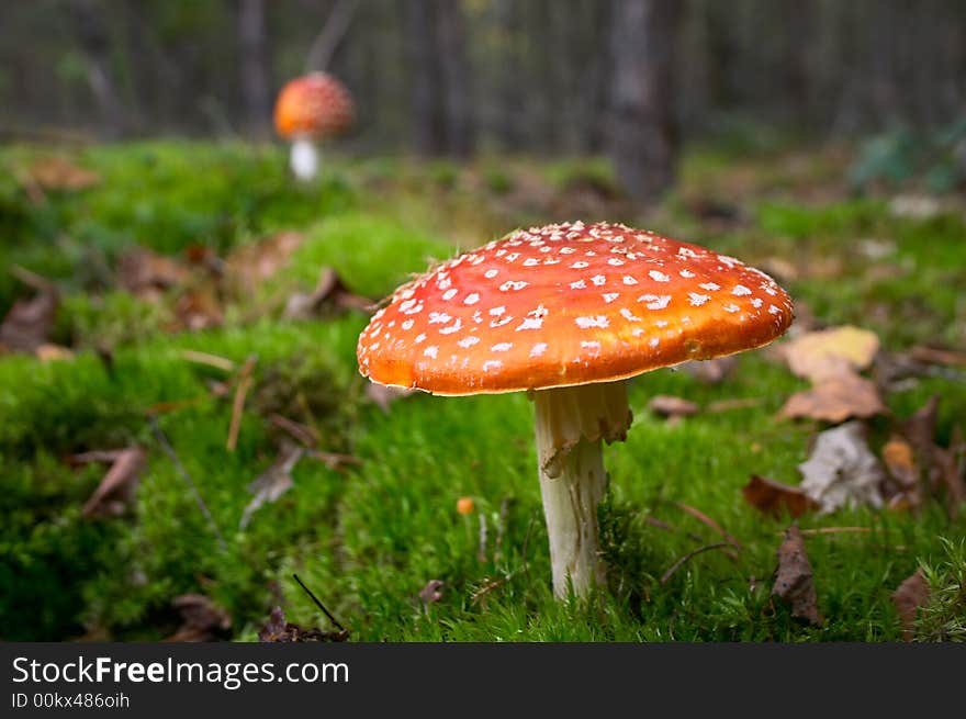 Toadstool Mushroom In Forest