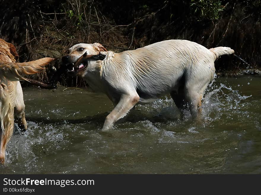 Yellow Labradors playing