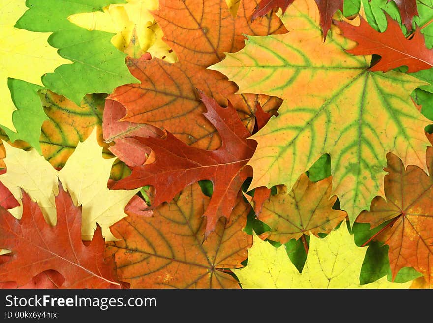 Autumn forest texture