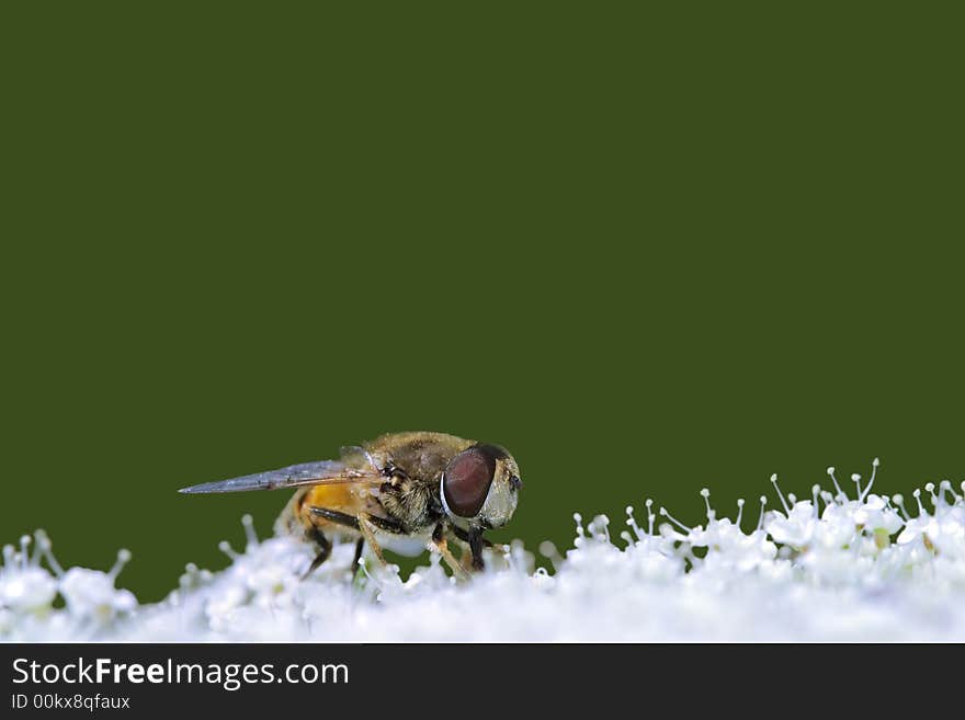 Bee on white flower with lots copy space