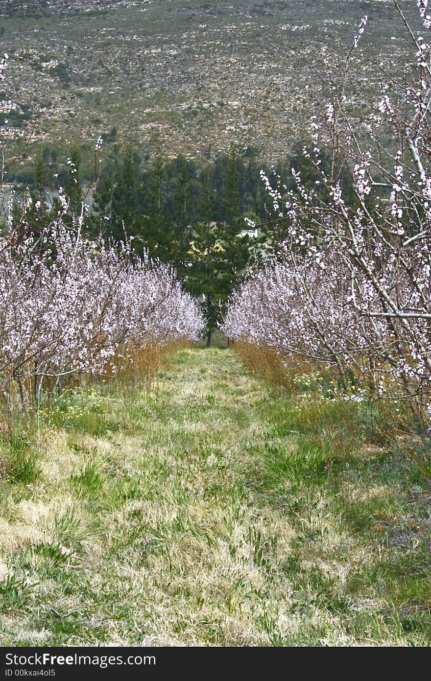 Fruit Blossoms