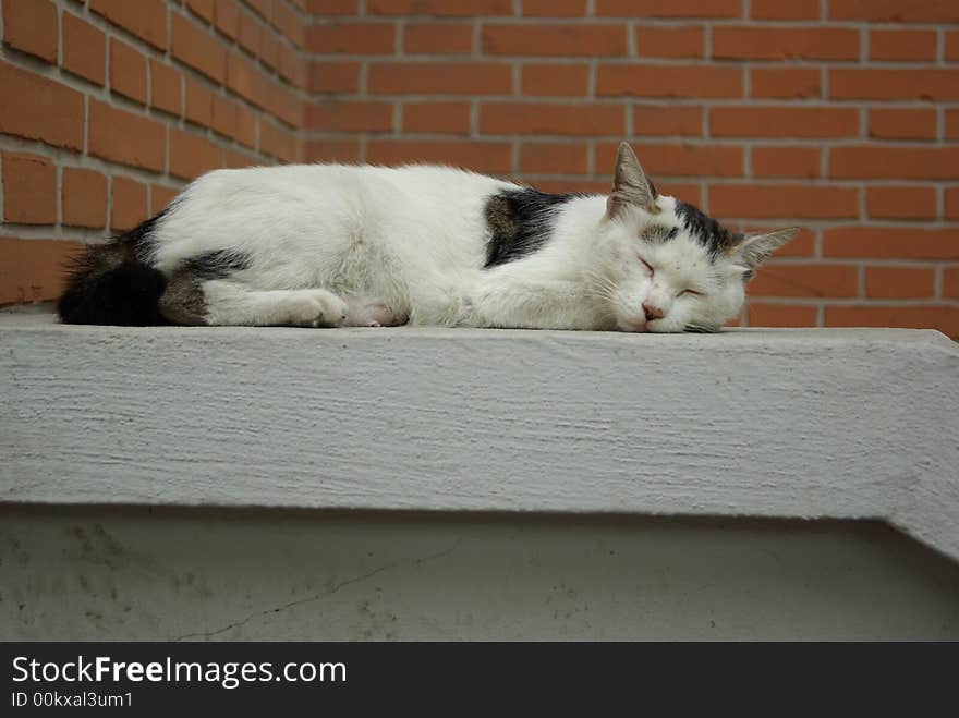 The lazy cat is sleeping at a corner of school. The lazy cat is sleeping at a corner of school...