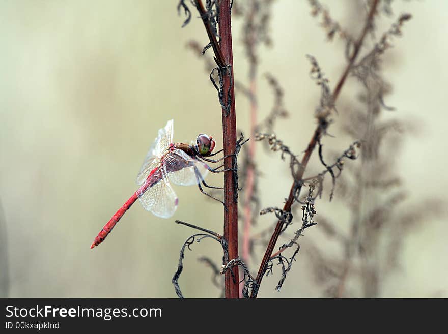 Dragonfly