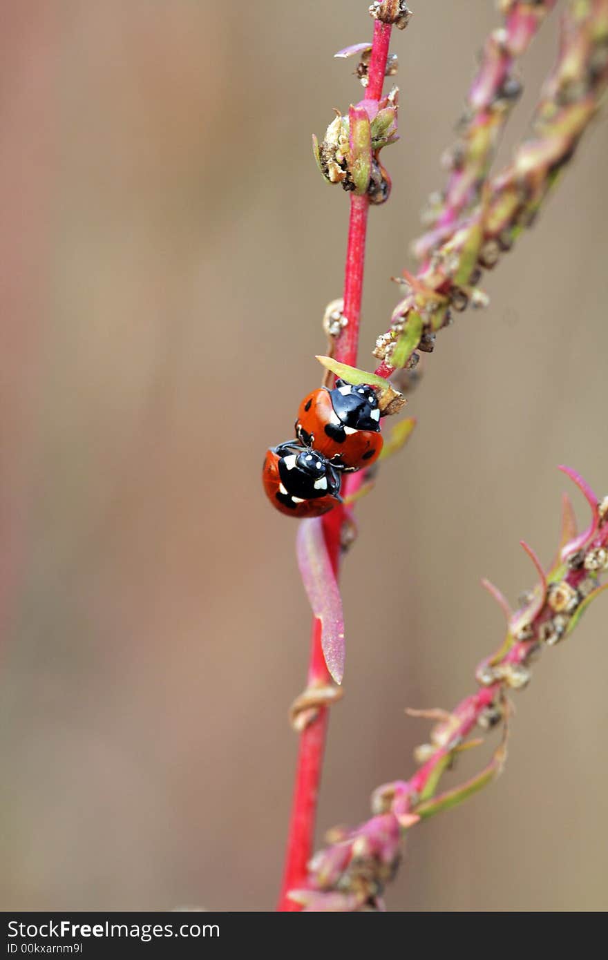 Ladybug