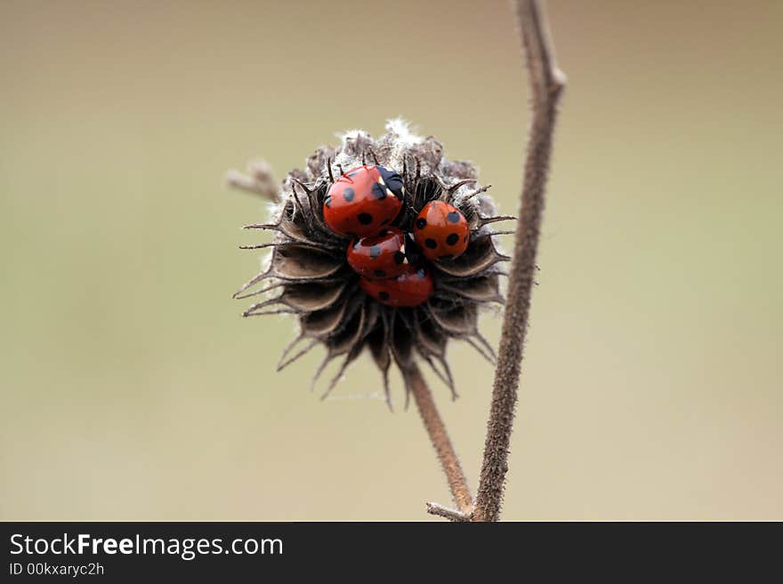 Ladybug