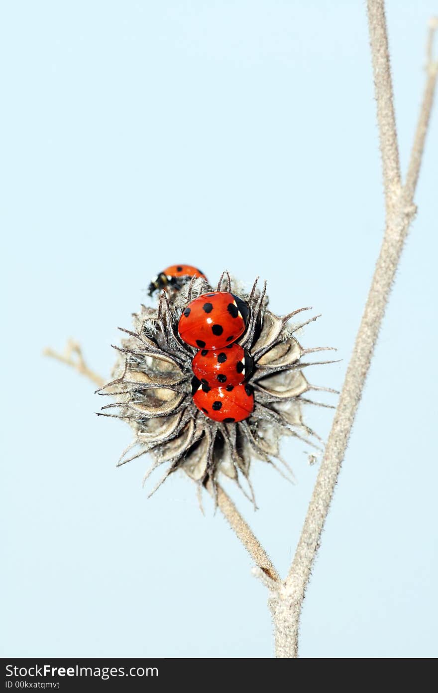 Ladybug