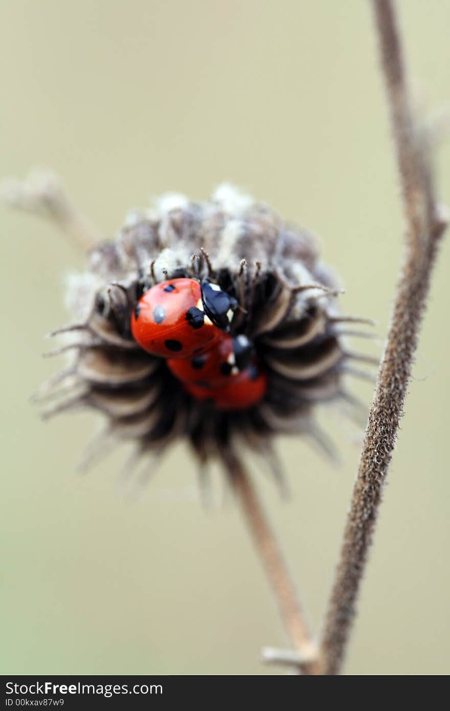 Ladybug