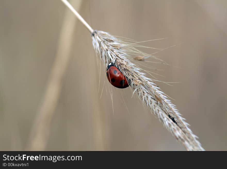 Ladybug