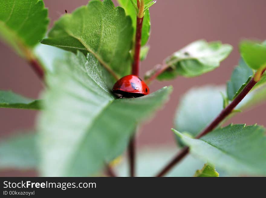 Ladybug