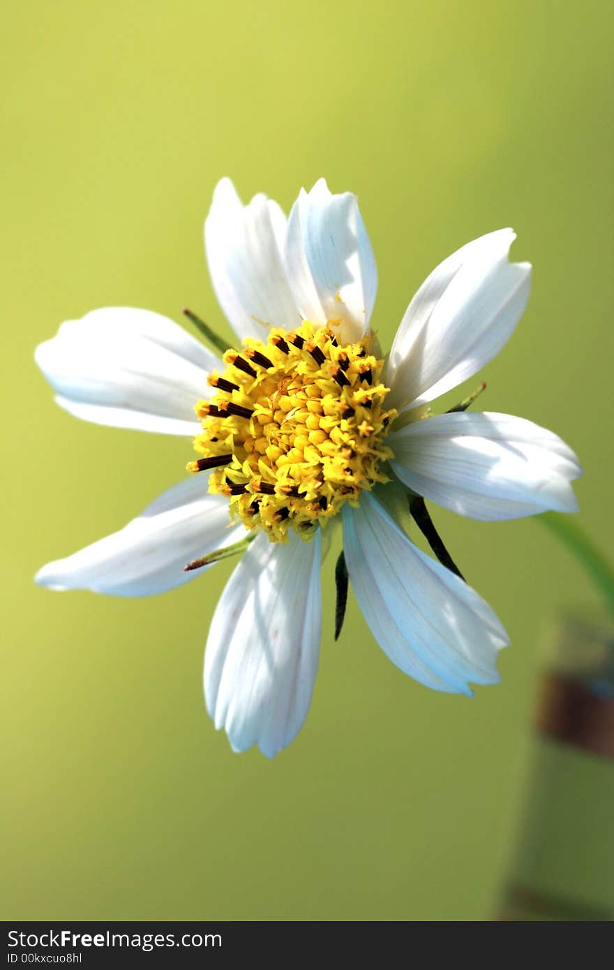 White chamomile on yellow