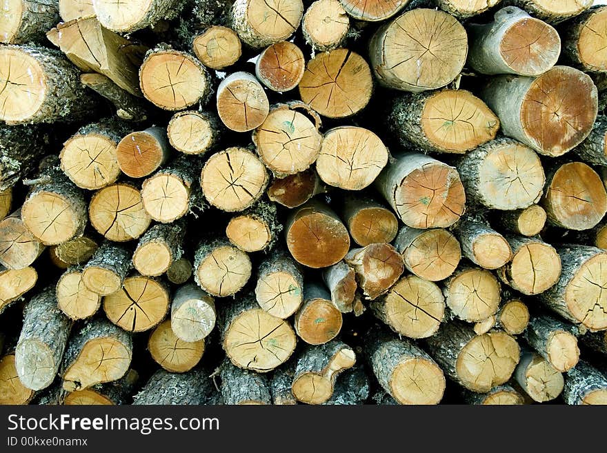 Texture of freshly cut tree trunks. Texture of freshly cut tree trunks