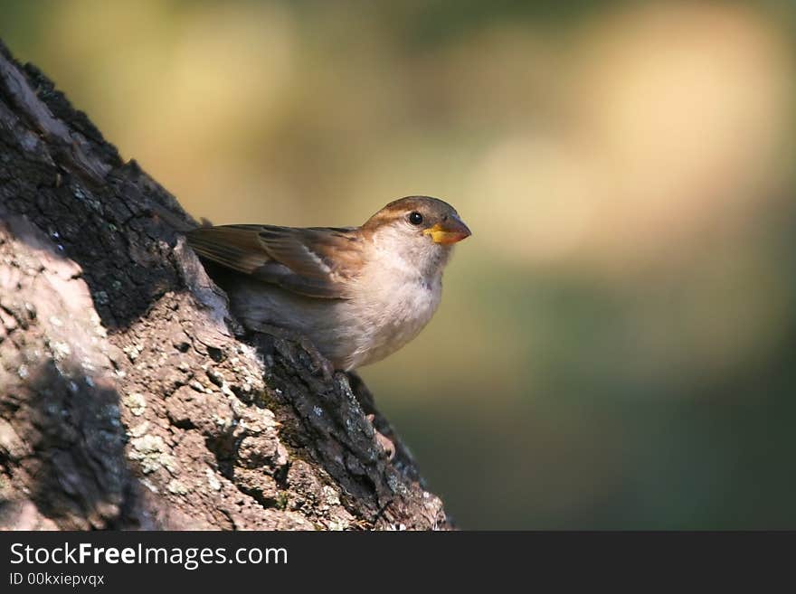 Telephoto of a garden sparrow