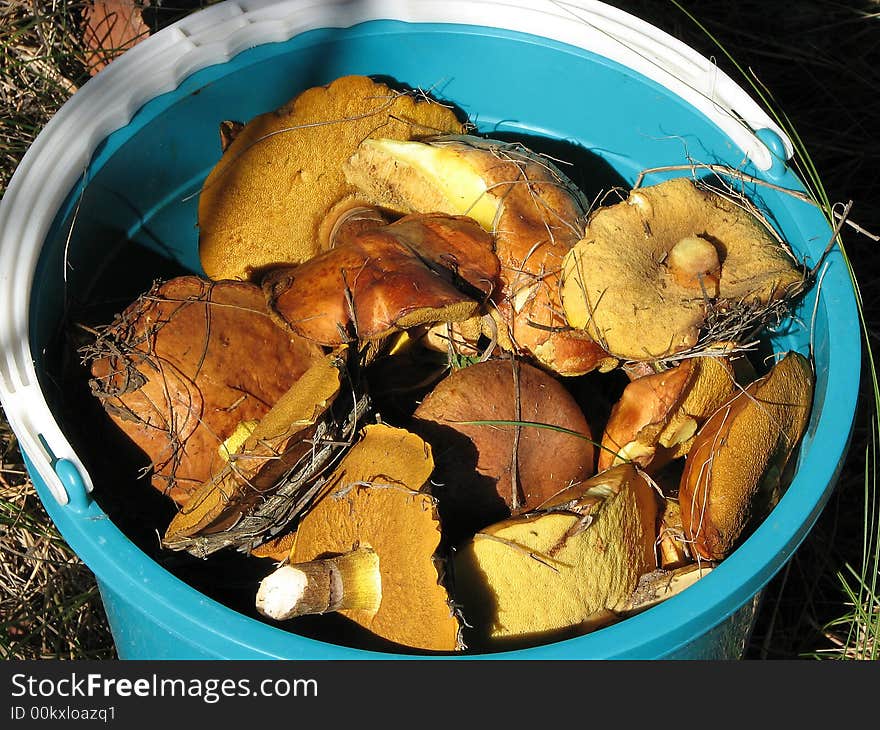 A pailful of mushrooms (the boletus luteus). A pailful of mushrooms (the boletus luteus)