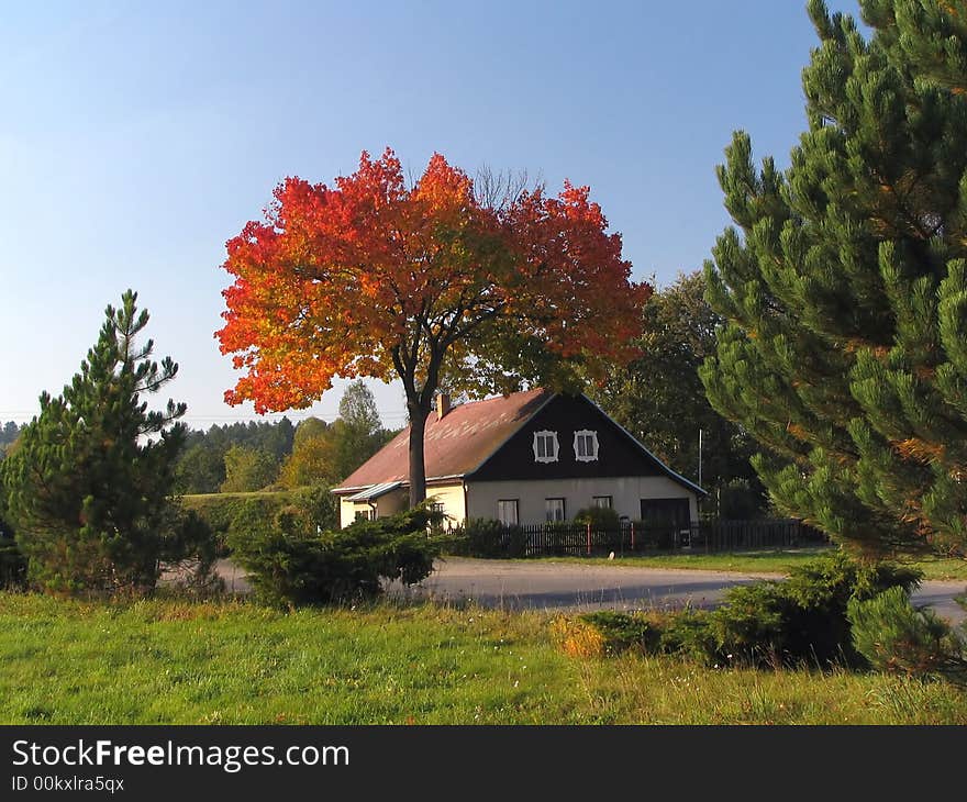 Nice coloured tree in autumn