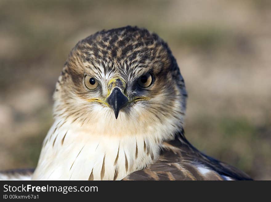 Close up of a red tailed hawk in a field