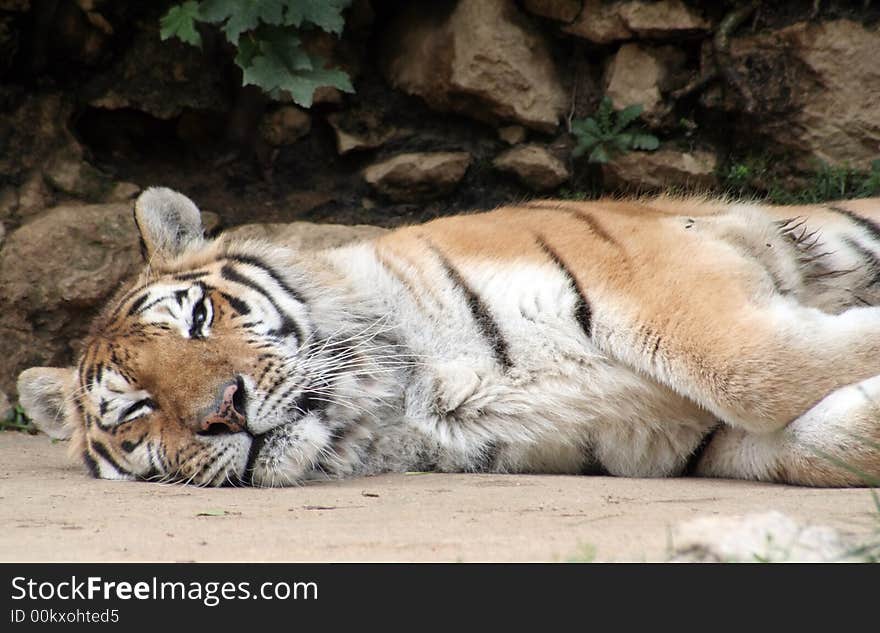 Tiger laying on the ground with its eyes half closed.