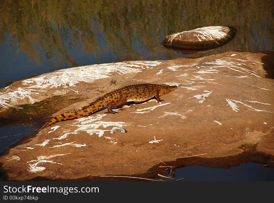 Crocodile leaving river