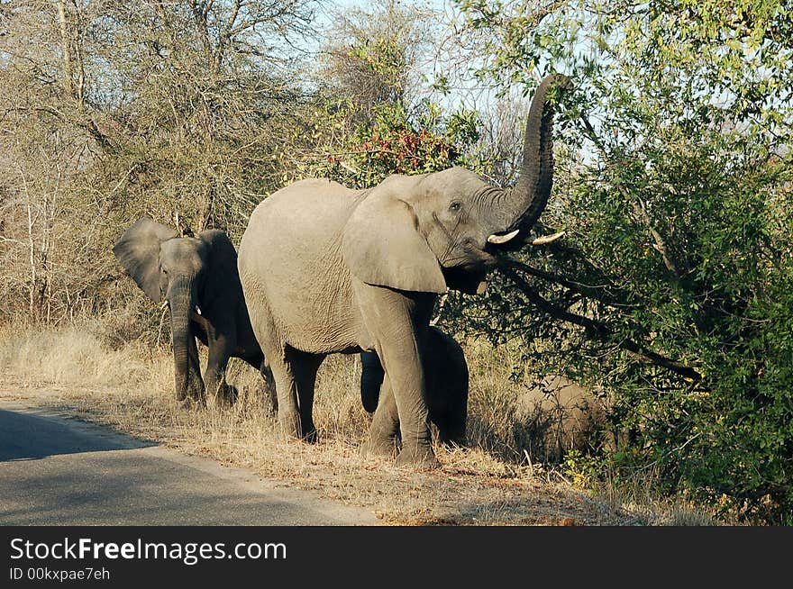 Elephants Eating By Road