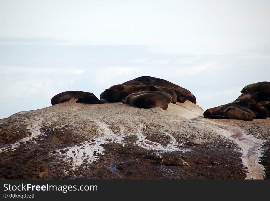 Seals Sleeping On Rocks