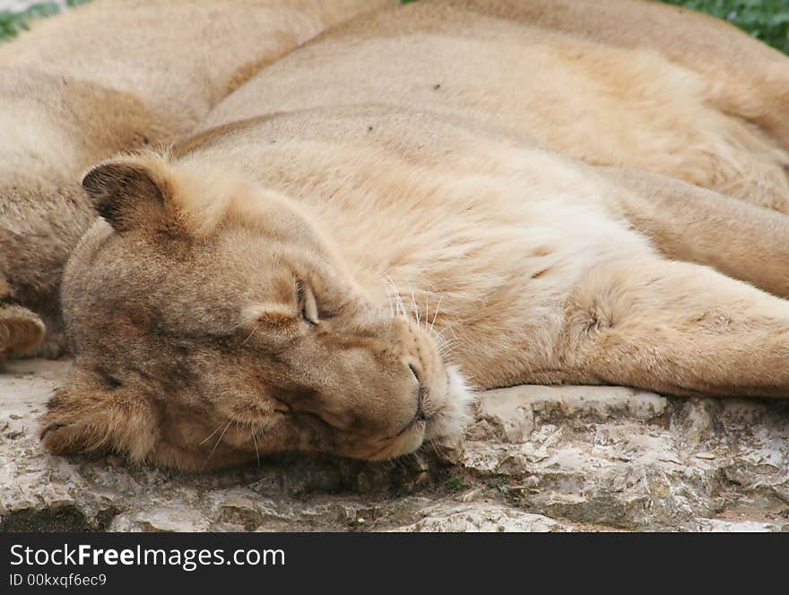 Lion laying on the ground with its eyes closed. Lion laying on the ground with its eyes closed.